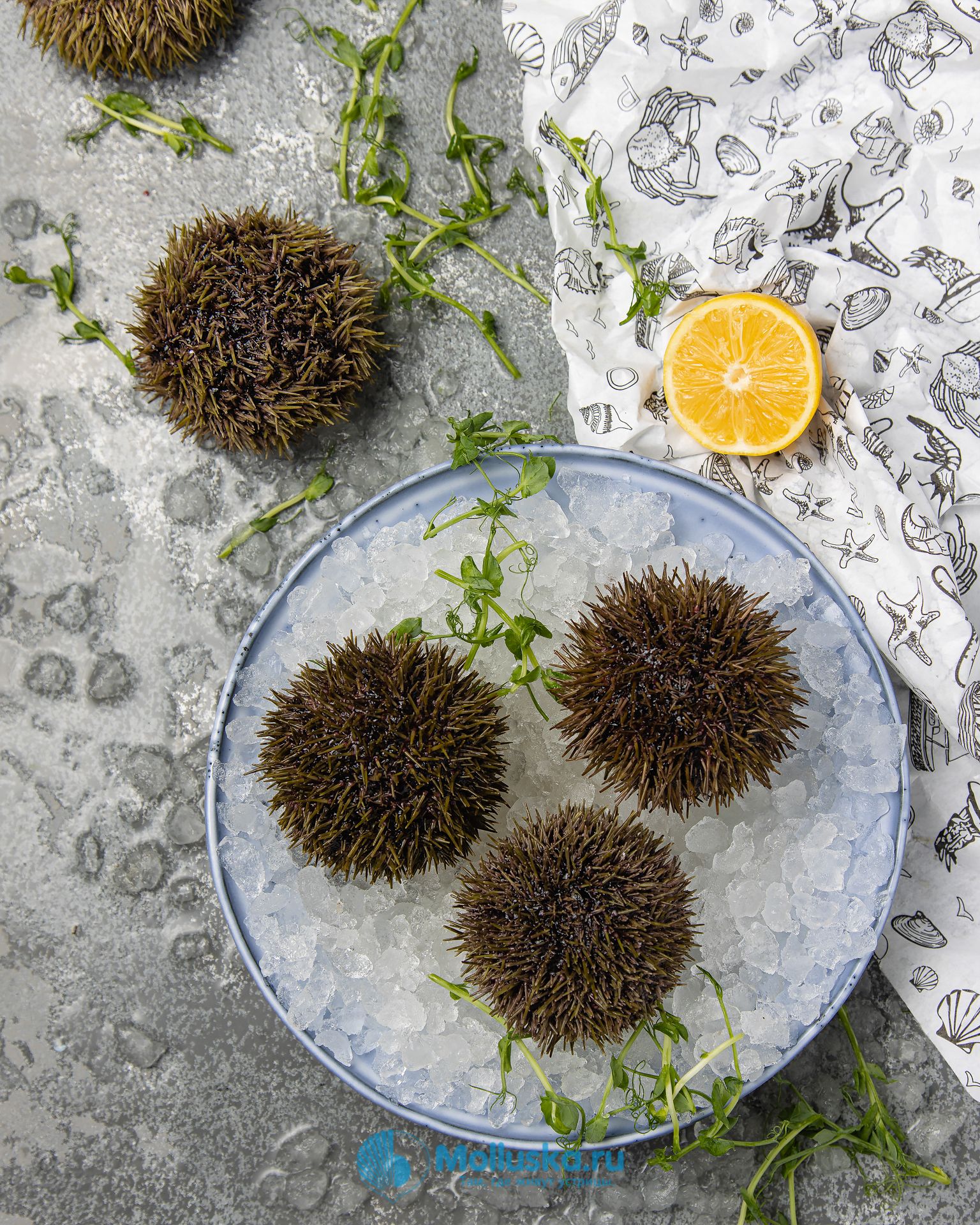 Морской еж живой (80-130 гр) купить в Екатеринбурге, цена с доставкой  Molluska