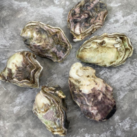 Устрица Голубой Жемчуг