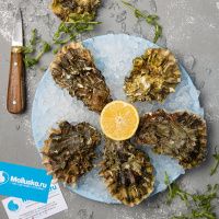 Устрица Хасанская