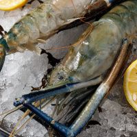 Дикая креветка СКАМПИ