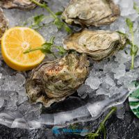 Устрица Марракеш