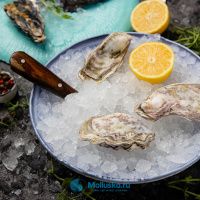 Устрица Сакура