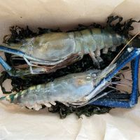 Дикая креветка СКАМПИ