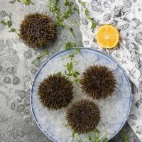 Еж морской (80-130 гр)