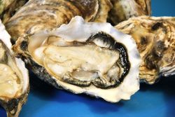 Устрица Маака Устрица Маака