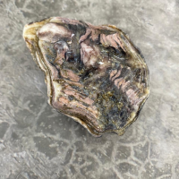 Устрица Голубой Жемчуг