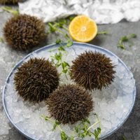 Еж морской (80-130 гр)