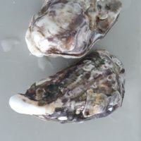 Устрица Голубой Жемчуг