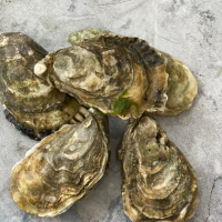 Устрица Белый жемчуг