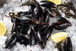 Мидии в створках варено-мороженные Мидии в створках варено-мороженные