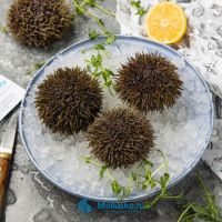 Еж морской (80-130 гр)