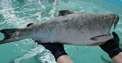 Кижуч тихоокеанский потр.б/г с/м (1,5-2,5 кг)