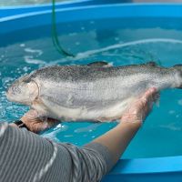 Форель Мурманская (охлажденая) 4-5 кг