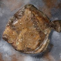 Калкан Черноморский