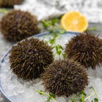 Еж морской (80-130 гр)