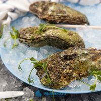 Устрица Императорская (Тихоокеанская)