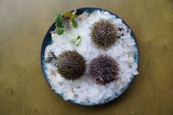 Еж морской (80-130 гр)