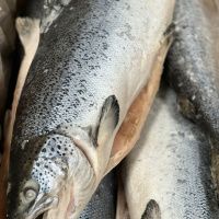 Лосось PREMIUM 5-6 кг/шт