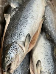 Лосось PREMIUM 5-6 кг/шт