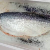 Форель Мурманская (охлажденая) 4-5 кг