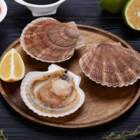 Гребешок живой