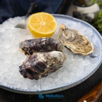 Устрица Розовая Джоли