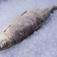 Муксун свежемороженый, н/р
