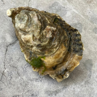 Устрица Белый жемчуг