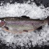 Форель Карельская (охлажденая) 1-2 кг