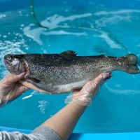 Форель Карельская (охлажденая) 1-2 кг