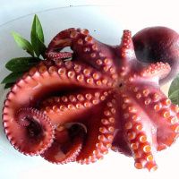 Осьминог Шар, 2-3 кг, Индонезия