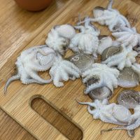 Осьминог мини (40/60 шт)