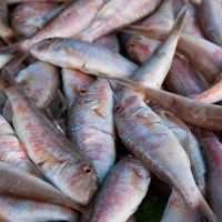 Барабулька черноморская