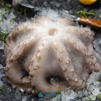 Осьминог 2-3 кг Марокко