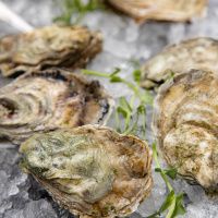 Устрица Марракеш